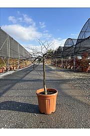 Acer palmatum Dissectum Inabashidare C33 Lit. Na Steblu 100 cm; 80/100 cm