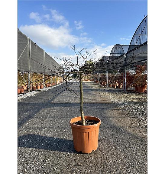 Acer palmatum Dissectum Inabashidare C33 Lit. Na Steblu 100 cm; 80/100 cm