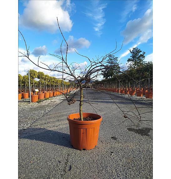 Acer palmatum Dissectum Inabashidare C35 Lit. Na Steblu 50 cm; 80/100 cm