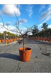 Acer palmatum Dissectum Inabashidare C35 Lit. Na Steblu 50 cm; Krošnja 80/100 cm (ZEL)