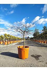 Acer palmatum Dissectum Inabashidare C55 Lit. Na Steblu 100 cm; 100/125 cm