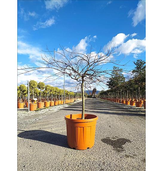 Acer palmatum Dissectum Inabashidare C55 Lit. Na Steblu 100 cm; Krošnja 100/125 cm (ZEL)