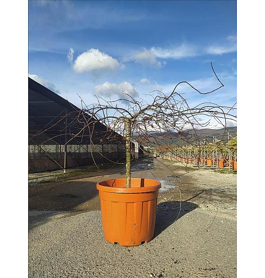 Acer palmatum Dissectum Inabashidare C55 Lit. Na Steblu 50 cm; 100/125 cm
