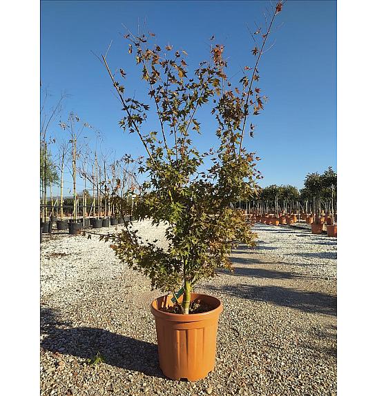 Acer palmatum Going Green C25 Lit. 80-100 cm