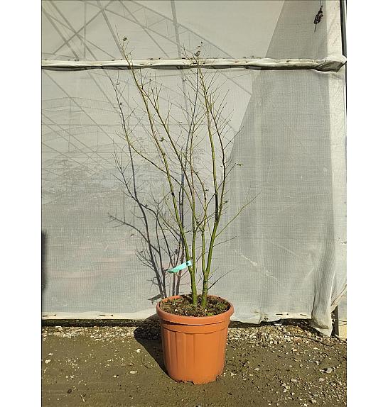 Acer palmatumgoing Green C30 Lit. 125-150 cm