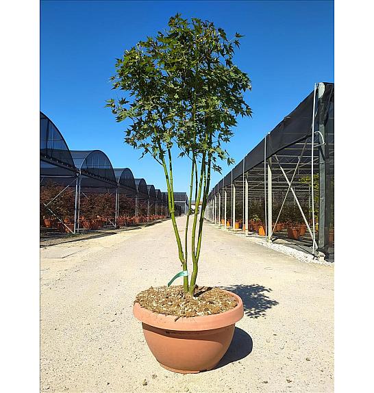 Acer palmatumgoing Green Skleda 40 Lit. 125-150 cm