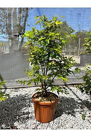 Acer palmatum Japanese Sunrise C25 Lit. 80-100 cm (ZEL)