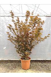 Acer palmatum Jerre Schwartz  C25 Lit. 80-100 cm (ZEL)