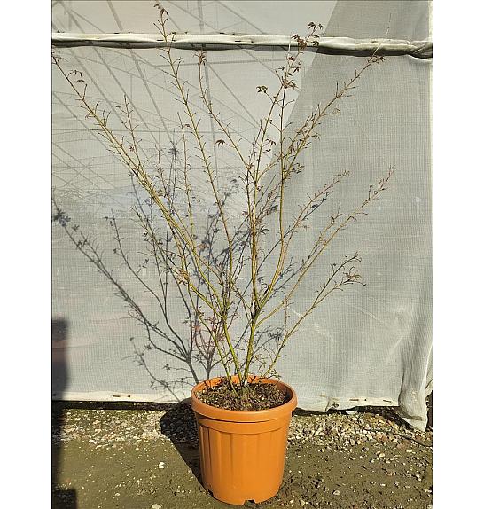 Acer palmatum Jerre Schwartz C30 Lit. 125-150 cm