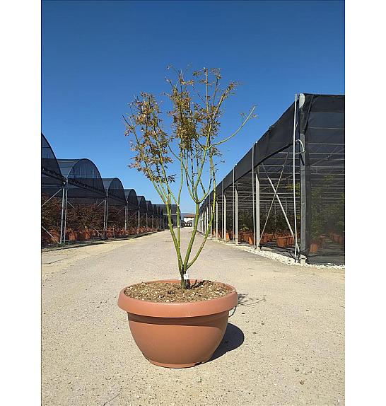 Acer palmatum Jerre Schwartz Skleda 40 Lit. 125-150 cm