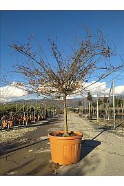Acer palmatum Katsura C180 Lit. Na Steblu 100 cm; 14/16 cm; Krošnja 175/200 cm