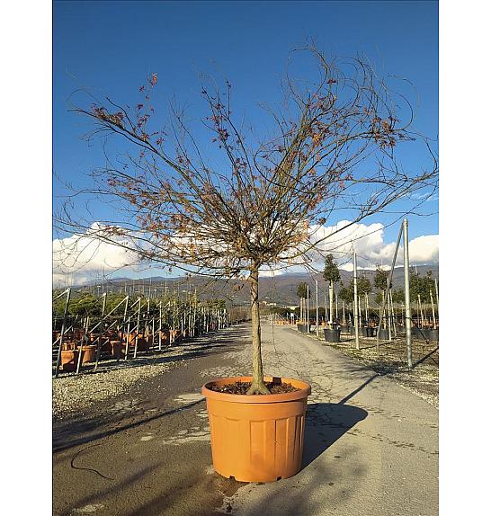 Acer palmatum Katsura C180 Lit. Na Steblu 100 cm; 14/16 cm; Krošnja 175/200 cm
