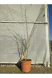 Acer palmatum Katsura C30 Lit. 125-150 cm