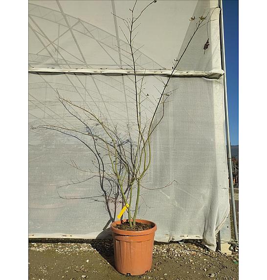 Acer palmatum Katsura C30 Lit. 125-150 cm