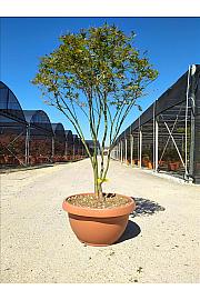 Acer palmatum Katsura Skleda 40 Lit. 125-150 cm
