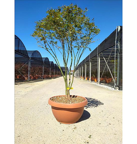 Acer palmatum Katsura Skleda 40 Lit. 125-150 cm