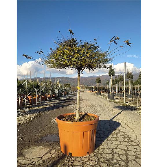 Acer palmatum Little Princess C150 Lit. Na Steblu 100 cm; 10/12 cm; Krošnja 120-140 cm