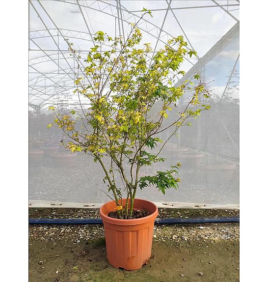 Acer Palmatum Little Princess C30 Lit. 80-100 cm (ZEL)