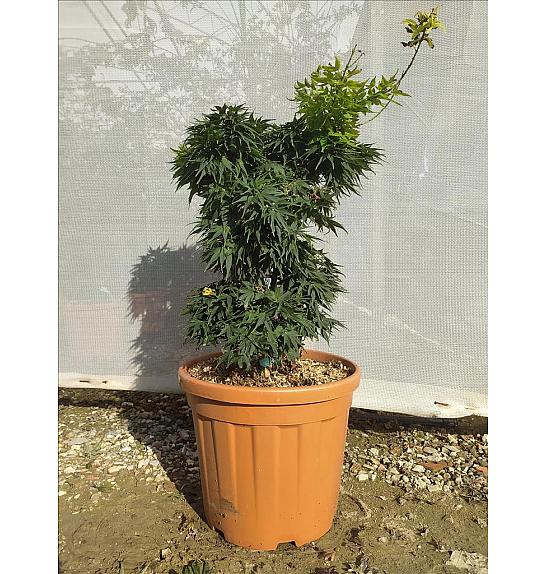 Acer palmatum Mikawa Yatsubusa C25 Lit. 80-100 cm (ZEL)