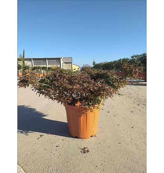 Acer palmatum Orange Dream  C30 Lit. 40-60 cm (ZEL)