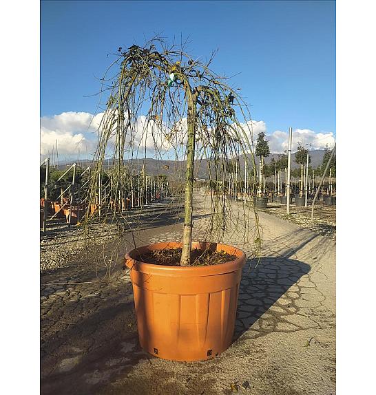 Acer palmatum Ryu Sen (Pendula) C150 Lit. Na Steblu 100 cm; 12/14 cm; Krošnja 80-100 cm