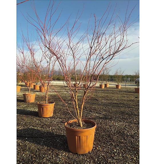 Acer palmatum Sangu Kaku C90 Lit. 200-250 cm