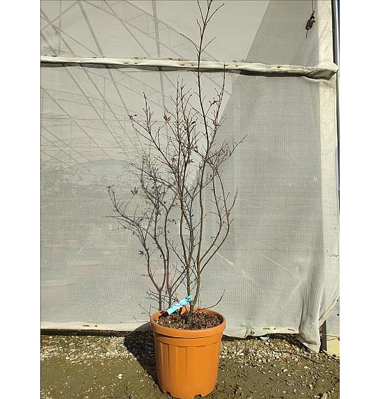 Acer palmatum Skeeters Broom C30 Lit. 125-150 cm