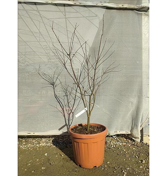 Acer palmatum Starfish C30 Lit. 125-150 cm