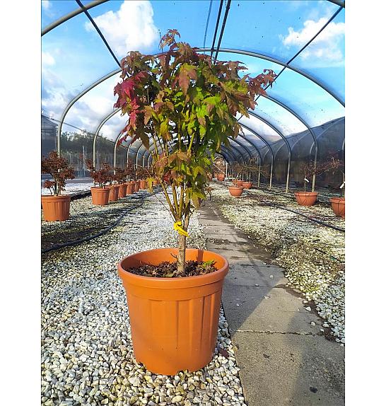 Acer palmatum Summergold C27 Lit. 80-100 cm