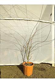 Acer palmatum Ukigumo C25 Lit. 80-100 cm (ZEL)