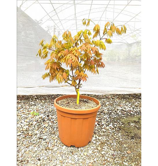 Acer Shirasawanum Moonrise C25 Lit. 80-100 cm (ZEL)