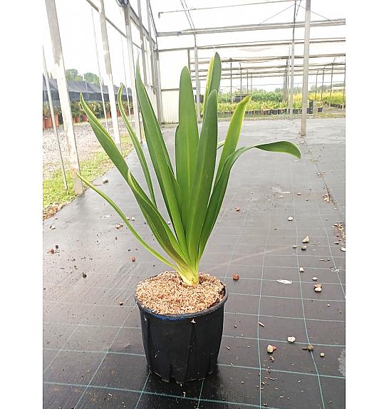 Agapanthus Umb. Blue C9 Lit. 30-40 cm (ZEL)