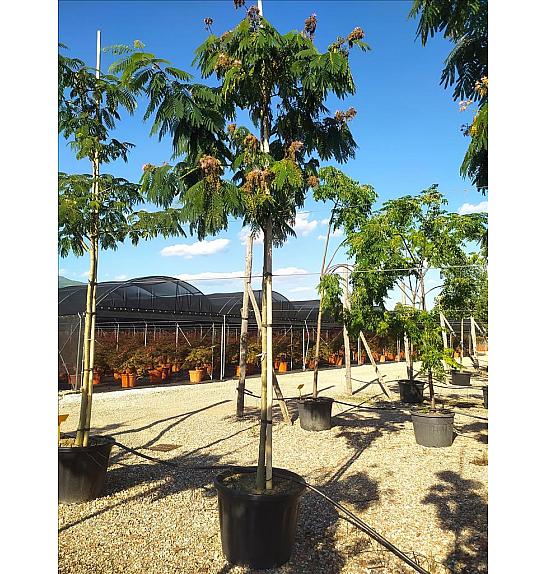Albizia julibrissin C130 Lit. Na Steblu 200 cm; 16/18 cm