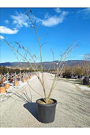 Albizia Julibrissin  C90 Lit. 200-250 cm; Večstebelni (ZEL)