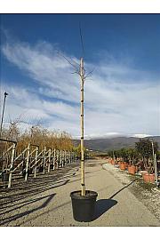 Albizia Julibrissin Ombrella C50 Lit. Na Steblu 200 cm; 10/12 cm (ZEL)