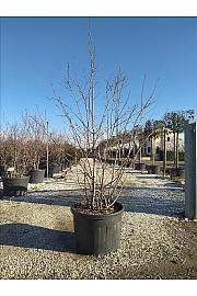 Amelanchier lamarckii C180 Lit. 250-300 cm