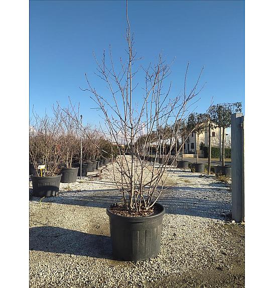 Amelanchier lamarckii C180 Lit. 250-300 cm