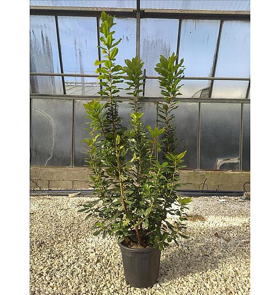Arbutus Unedo C10 Lit. 80-100 cm (ZEL)