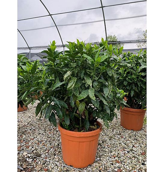 Aucuba Jap. Crotonifolia C45 Lit. 100-125 cm (ZEL)