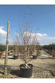 Betula utilis Jaquemontii C230 Lit. 300-350 cm; Večstebelni