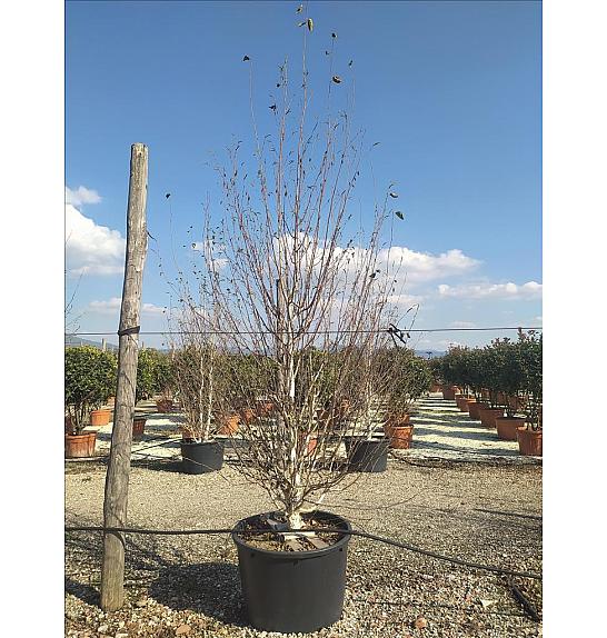 Betula utilis Jaquemontii C230 Lit. 300-350 cm; Večstebelni