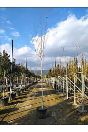 Betula Utilis Jaquemontii C50 Lit. Na Steblu 200 cm; 10/12 cm (ZEL)