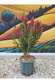 Callistemon Vim. Inferno C9 Lit. 40-60 cm (ZEL)