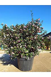 Camellia sasanqua Cleopatra (Rosa Chiaro) C110 Lit. 150-175 cm