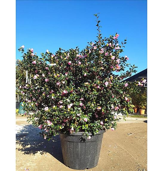 Camellia sasanqua Cleopatra (Rosa Chiaro) C110 Lit. 150-175 cm