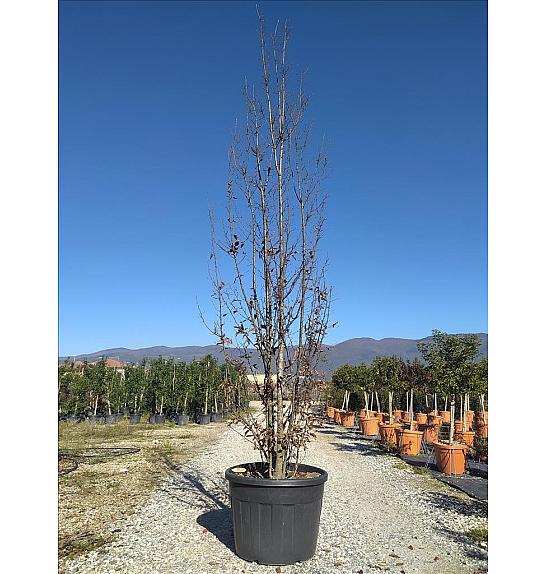 Carpinus betulus Beckman C110 Lit. 300-350 cm