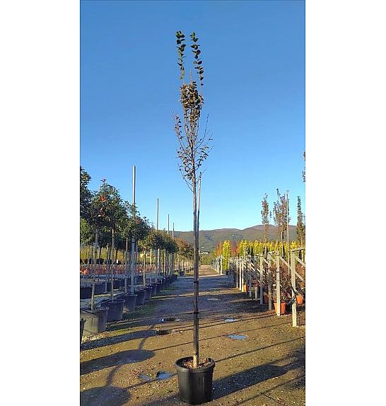 Carpinus betulus Pyram. Lucas C50 Lit. Na Steblu 200 cm; 10/12 cm