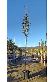 Carpinus betulus Pyram. Lucas C50 Lit. Na Steblu 200 cm; 12/14 cm