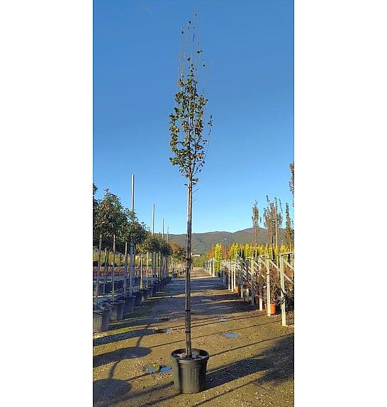 Carpinus betulus Pyram. Lucas C50 Lit. Na Steblu 200 cm; 12/14 cm