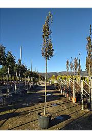 Carpinus Bet. Pyramidalis C40 Lit. Na Steblu 200 cm; 12/14 cm (ZEL)